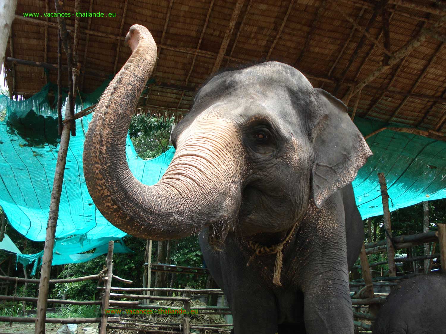 photo 52, location saisonnière villa Paris avec piscine et balade avec éléphant sur l'île de Koh Samui en Thaîlande